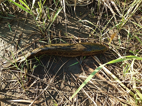 ライギョの釣果