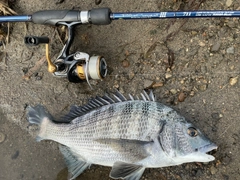 クロダイの釣果