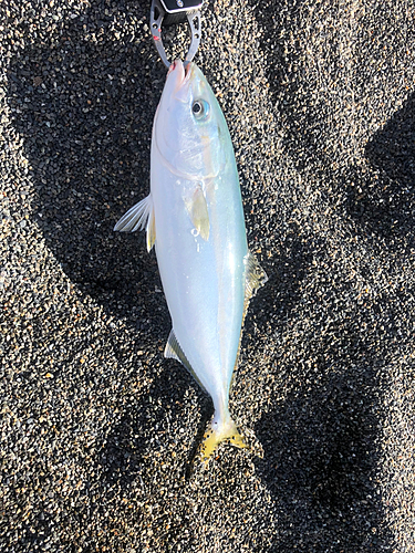 ワカシの釣果