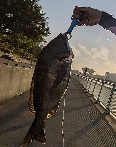 チヌの釣果