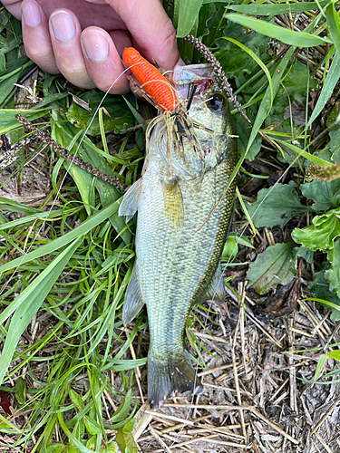 ラージマウスバスの釣果