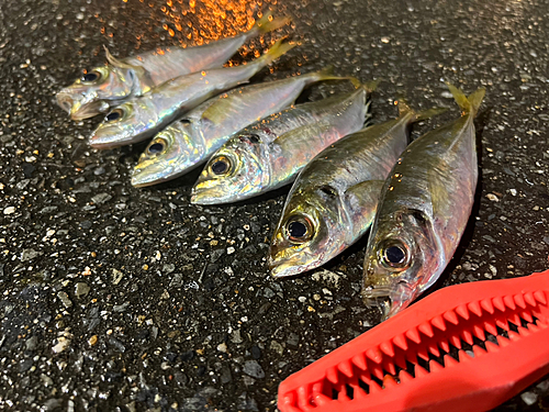 アジの釣果