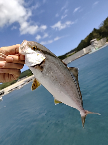 ショゴの釣果