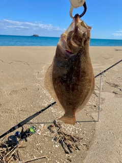 ソゲの釣果