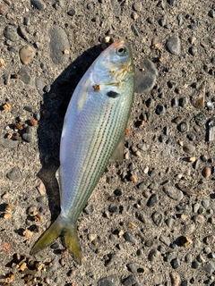 コノシロの釣果