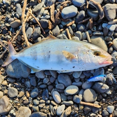 ショゴの釣果