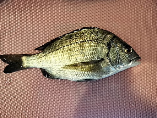 タイの釣果