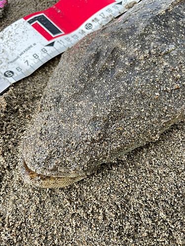 マゴチの釣果