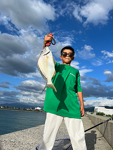 ヘダイの釣果