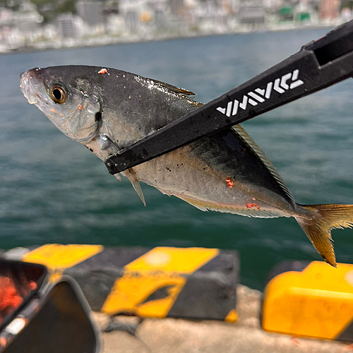 シマアジの釣果