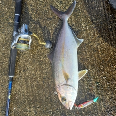 ショゴの釣果