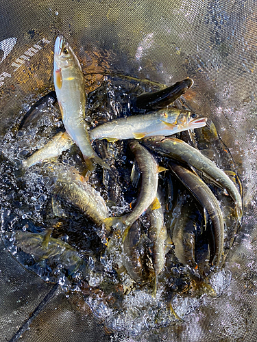 アユの釣果