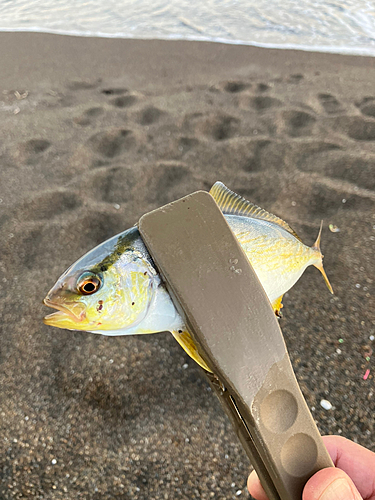 ショゴの釣果
