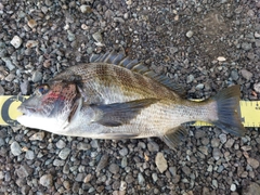 クロダイの釣果