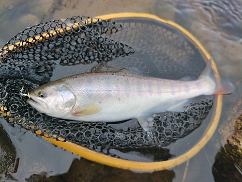 ヤマメの釣果