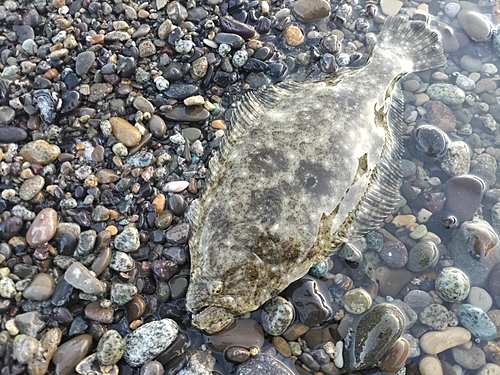 ヒラメの釣果