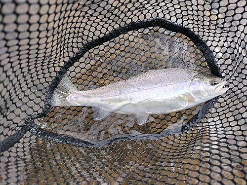 ニジマスの釣果