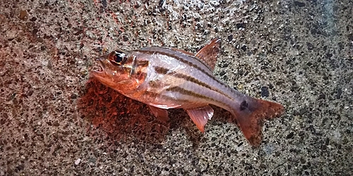 オオスジイシモチの釣果