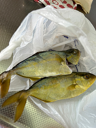 ショゴの釣果