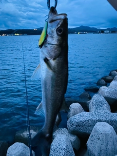 スズキの釣果