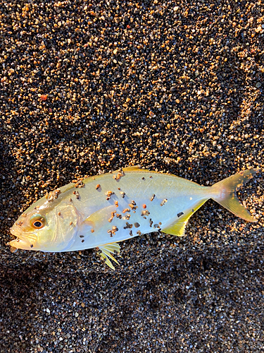 ショゴの釣果