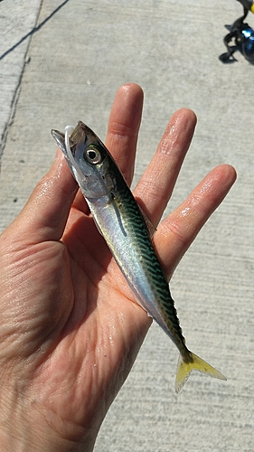 サバの釣果