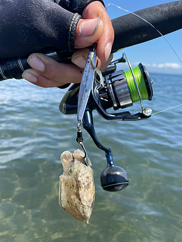 コウイカの釣果