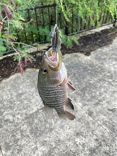 ゴマフエダイの釣果