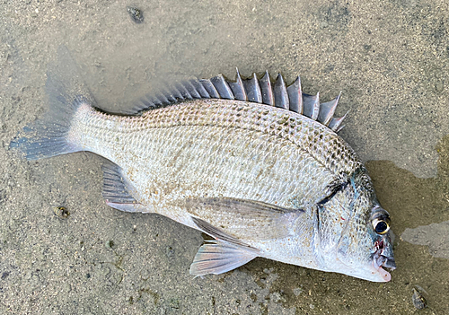 ミナミクロダイの釣果