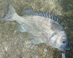 ミナミクロダイの釣果