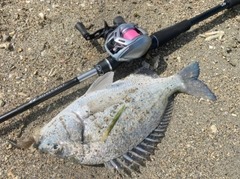 ミナミクロダイの釣果