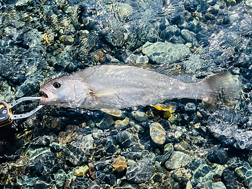 イシモチの釣果