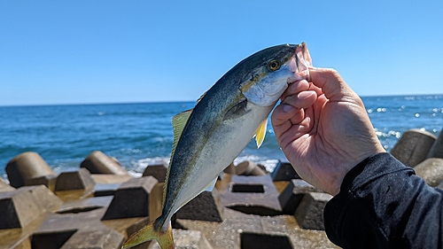 ワカシの釣果