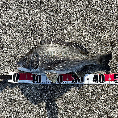 チヌの釣果