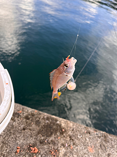 釣果