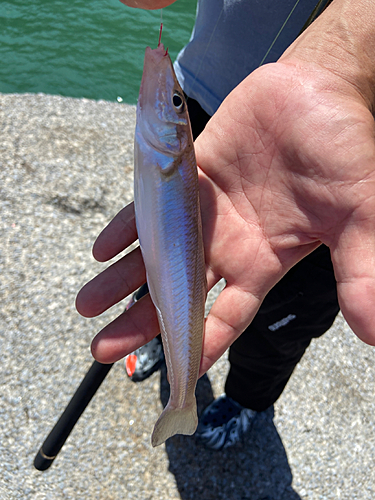 キスの釣果