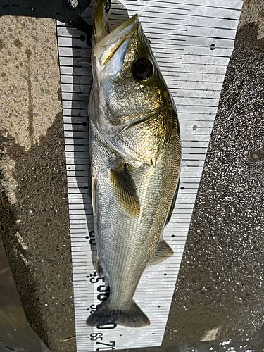 シーバスの釣果