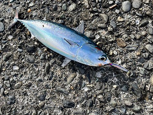 ソウダガツオの釣果