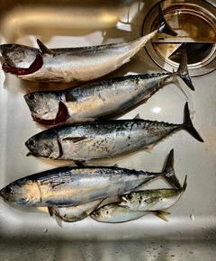 ソウダガツオの釣果