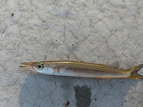 カマスの釣果