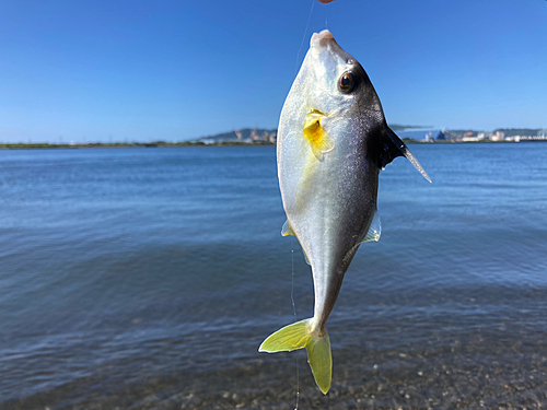 ギマの釣果