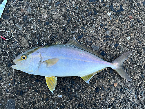 ネリゴの釣果