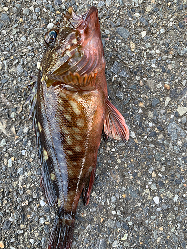 カサゴの釣果