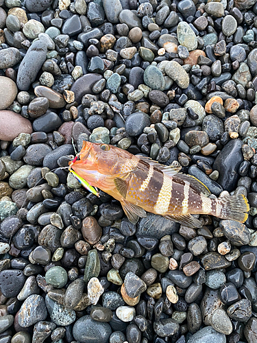 アオハタの釣果