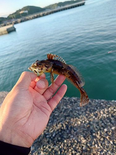 ハゼの釣果