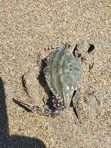 ワタリガニの釣果