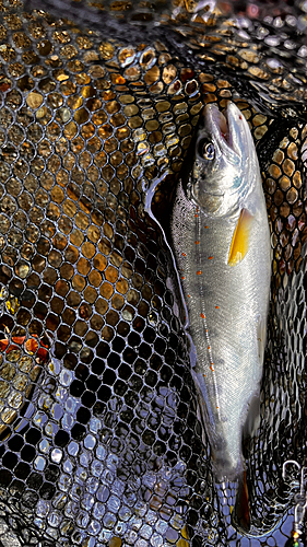 アマゴの釣果