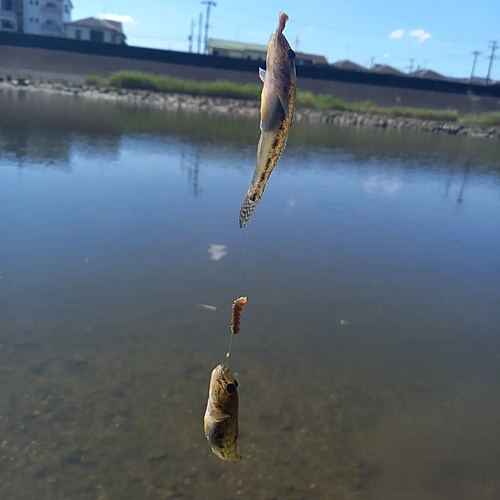 マハゼの釣果