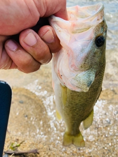 ラージマウスバスの釣果