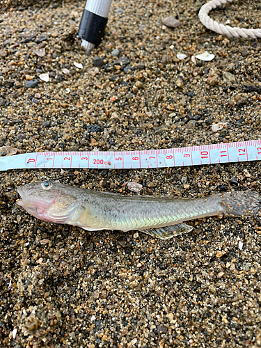 ハゼの釣果